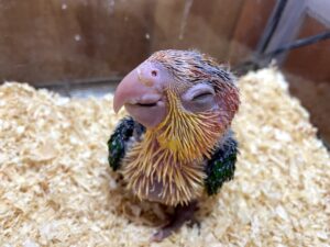 シロハラインコ トリカモ